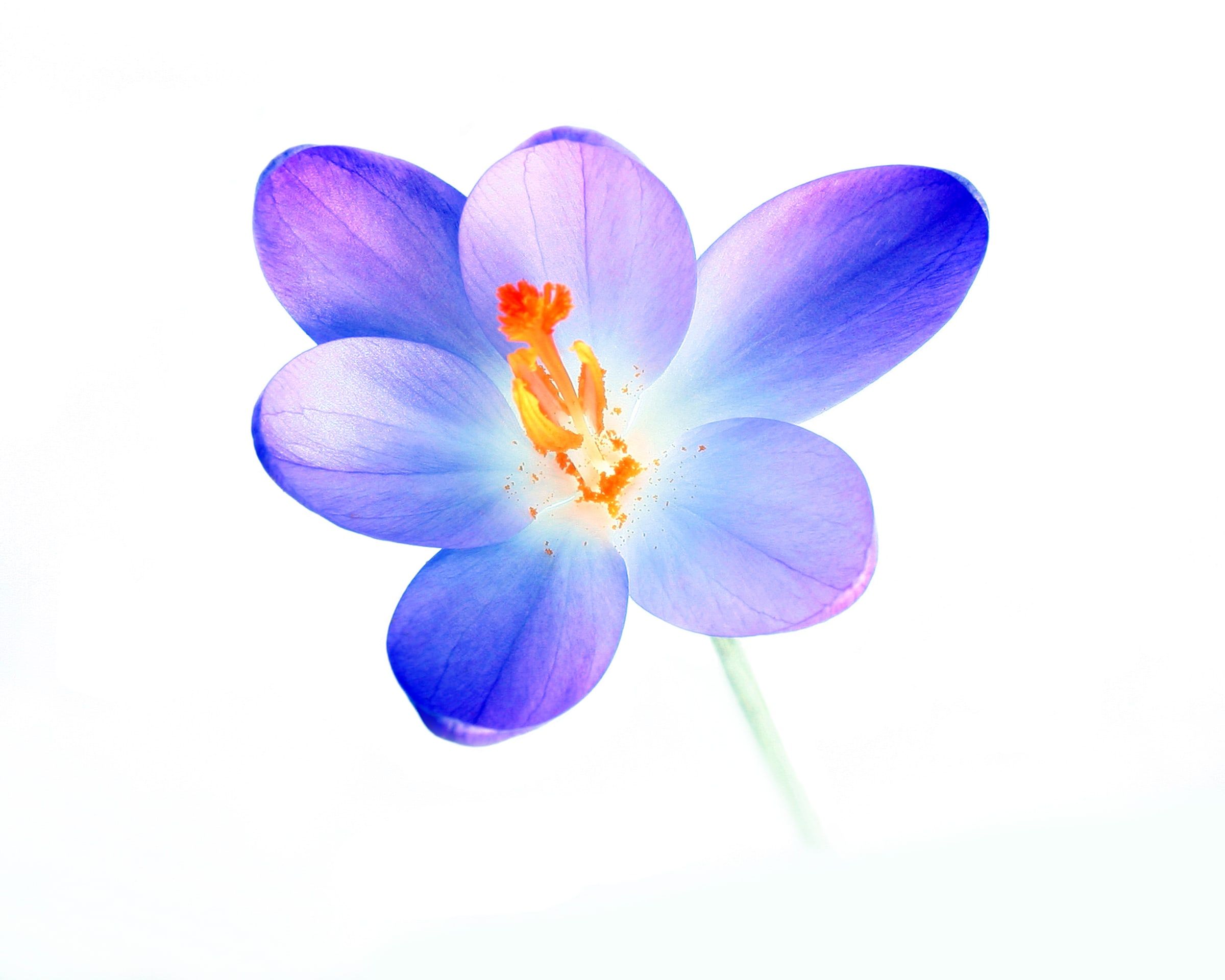 A violet crocus with orange stamens, lit from behind on white