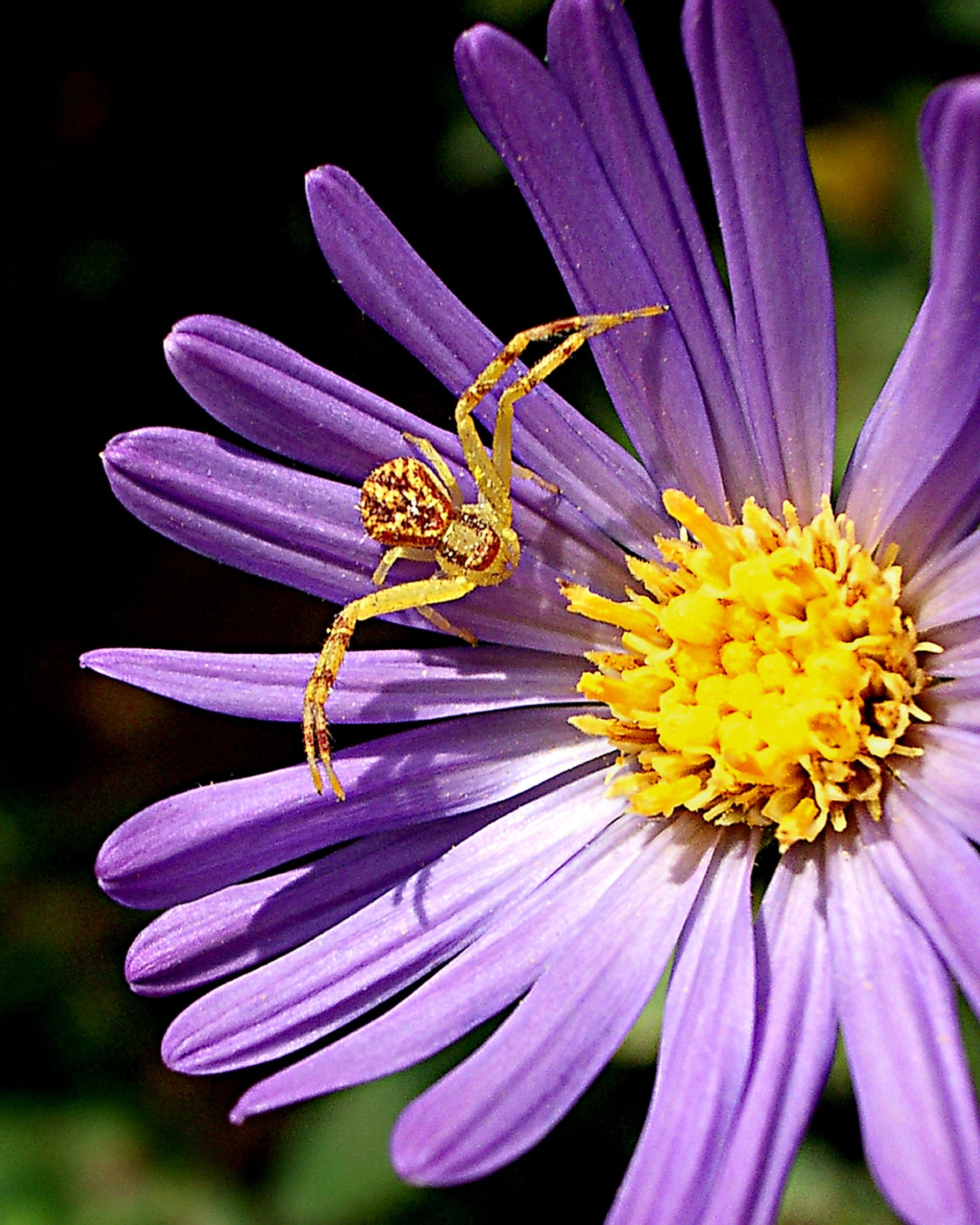 A crab spider on a violet aster with a yellow center