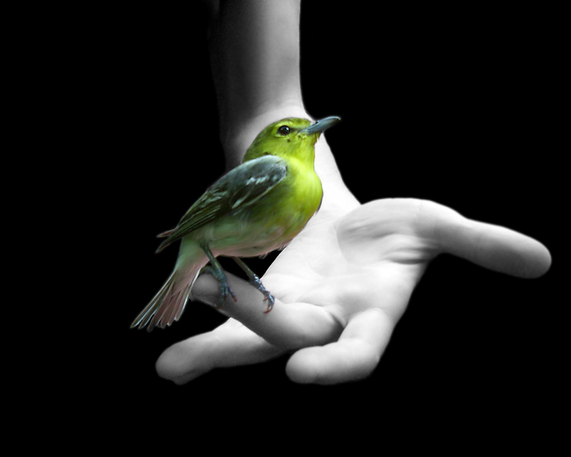 A yellow-green bird perched on an open black-and-white hand
