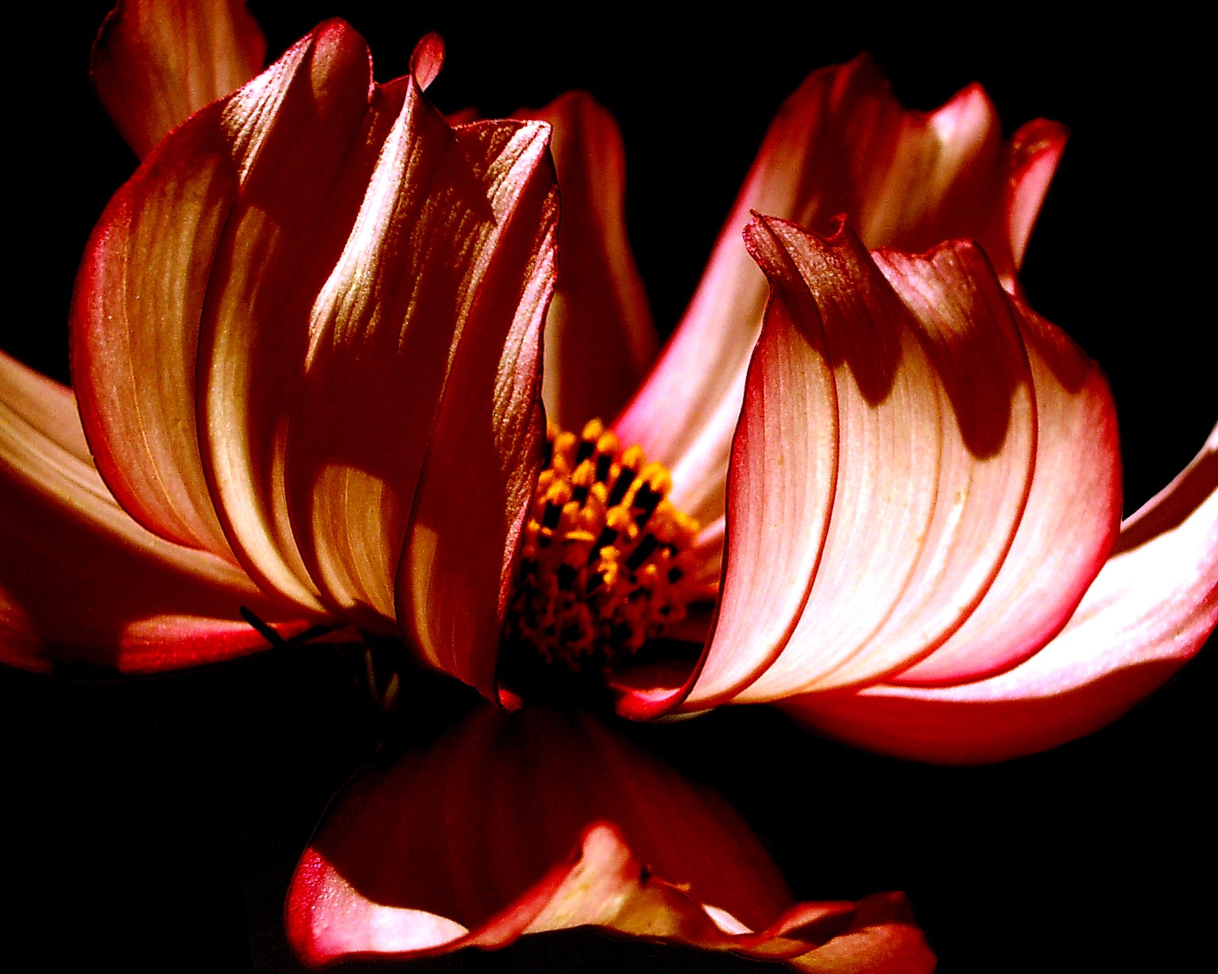 A coral-red cosmos flower lit against black, its petals folding inward