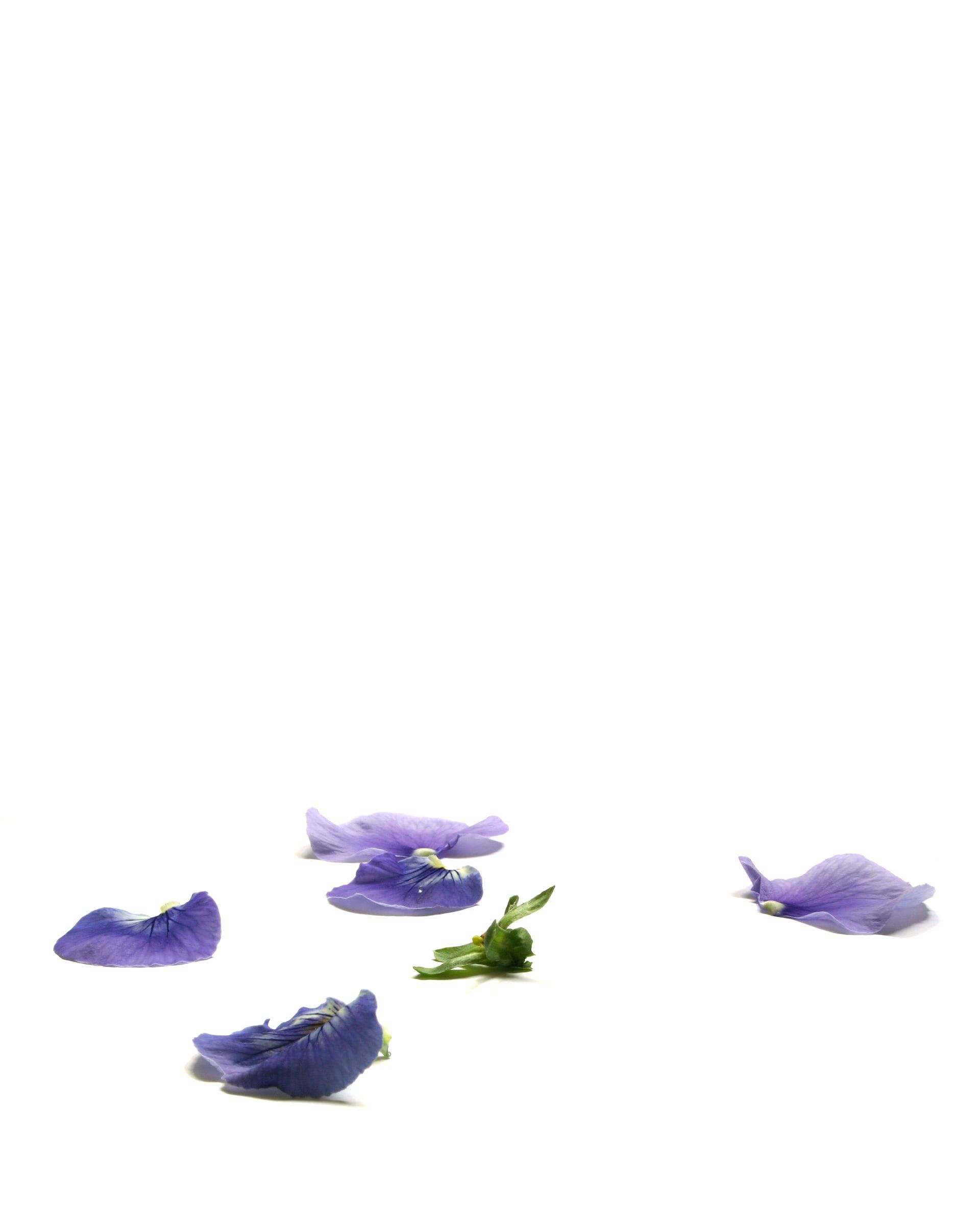 Torn violet pansy petals scattered across a white surface
